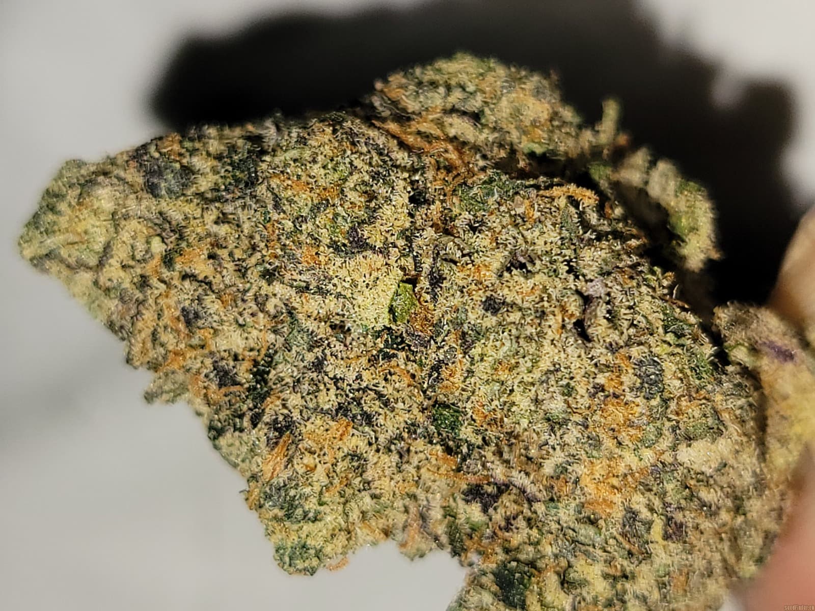 Skittles Strain – Delicious and Potent Cannabis from Bud Cargo