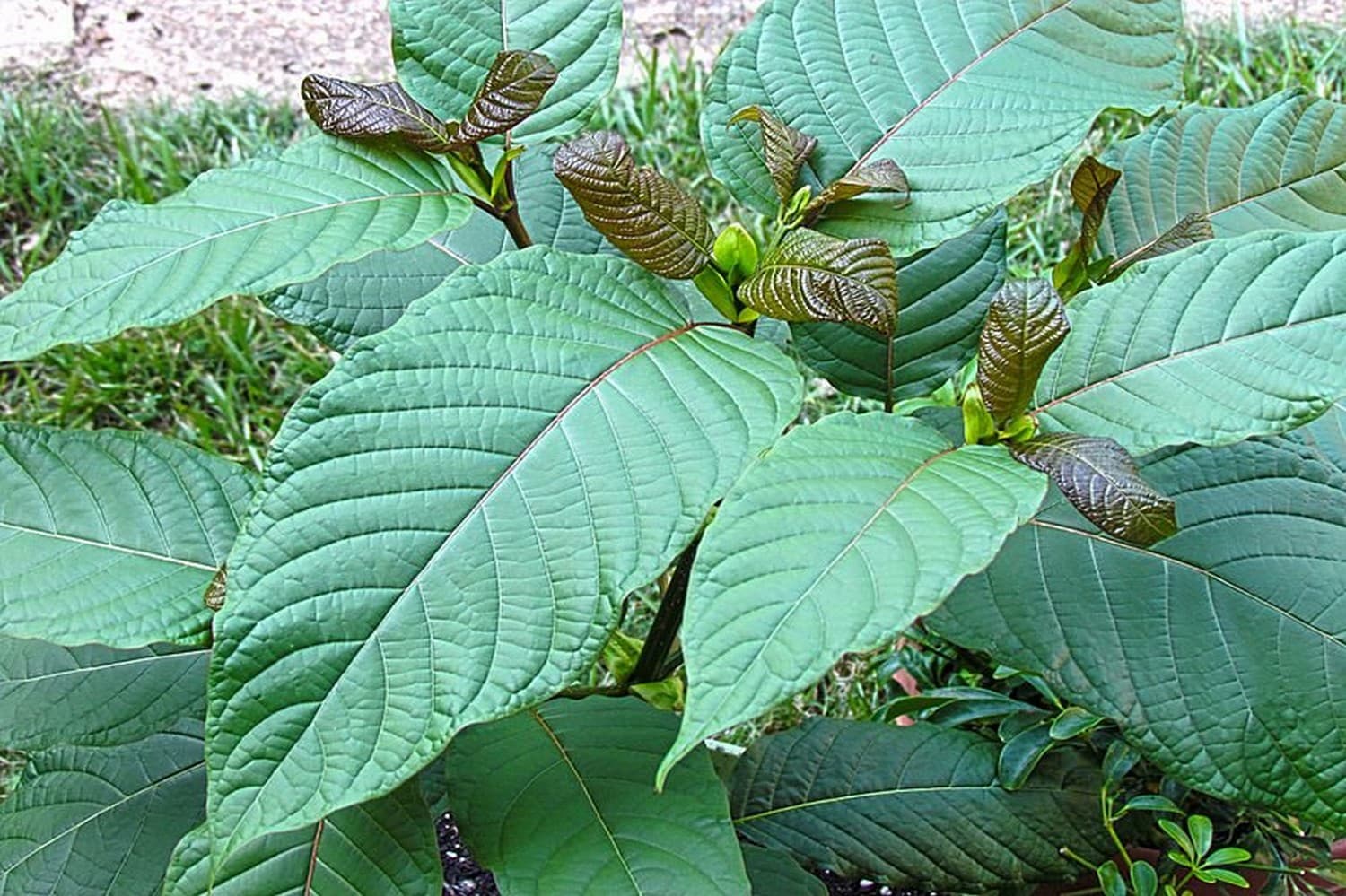 Experience the Taste of Traditional Thai Kratom Tea at Popup CNX
