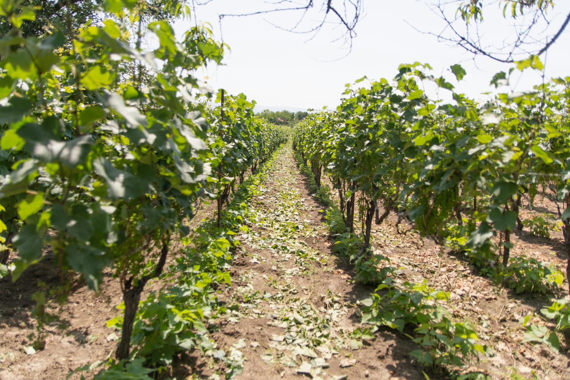 Seasonal Highlights at Sacramento Wineries You Can’t Miss