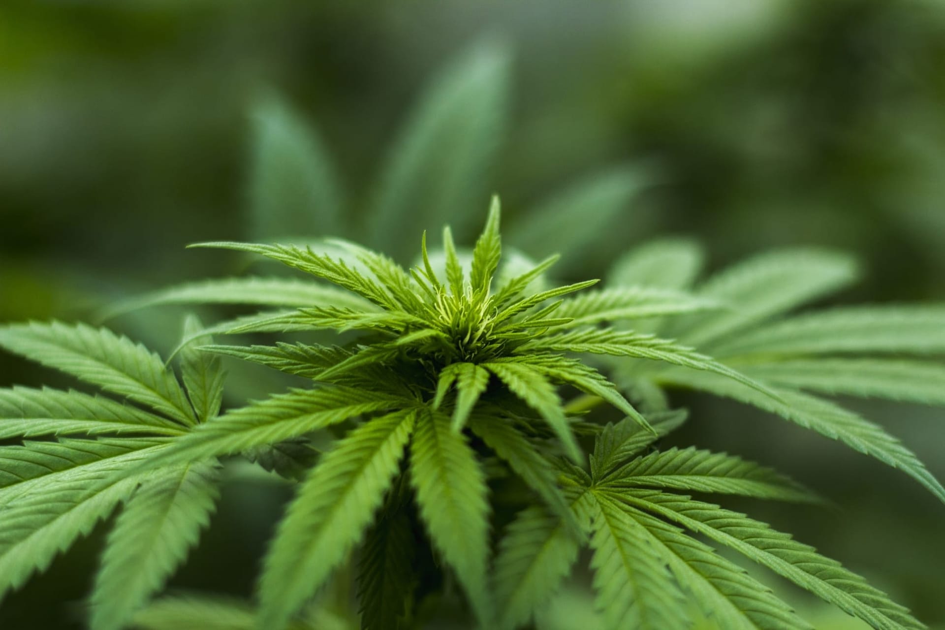 Bluetenbande e.V. – Cannabis neu gedacht
