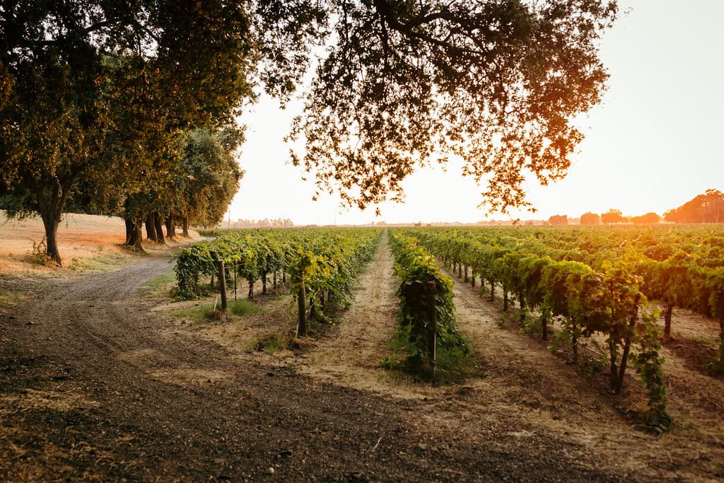 Explore the Best Things to Do in Clarksburg CA This Weekend